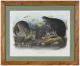John James Audubon, Muskrat, Pl. XIII from the imperial folio The Viviparous Quadrupeds of North America, J.T. Bowen