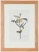 John James Audubon, Children's Warbler, Pl. 35, from The Birds of America, London