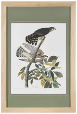 John James Audubon, Pigeon Hawk, Pl. 92, from The Birds of America, London