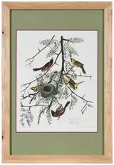 John James Audubon, Orchard Oriole, Pl. 42, from The Birds of America, London