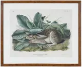 John James Audubon, Black-Tailed Hare, Plate LXIII from the imperial folio The Viviparous Quadrupeds of North America, J.T. Bowen