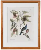 Mark Catesby, T. 39 The blew Grosbeak, The Sweet Flowring Bay, from The Natural History of Carolina, Florida and The Bahama Islands