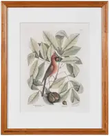 Mark Catesby, T. 38: The Red Bird/Pig-nut/HiccoryTree, from The Natural History of Carolina, Florida and The Bahama Islands
