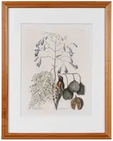 Mark Catesby, T. 42 The Bahama Finch, from The Natural History of Carolina, Florida and The Bahama Islands