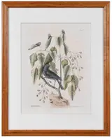 Mark Catesby, T. 40 The purple Gross-beak, from The Natural History of Carolina, Florida and The Bahama Islands