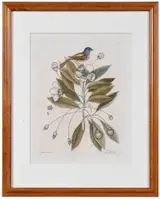 Mark Catesby, T. 44 The Painted Finch, from The Natural History of Carolina, Florida and The Bahama Islands