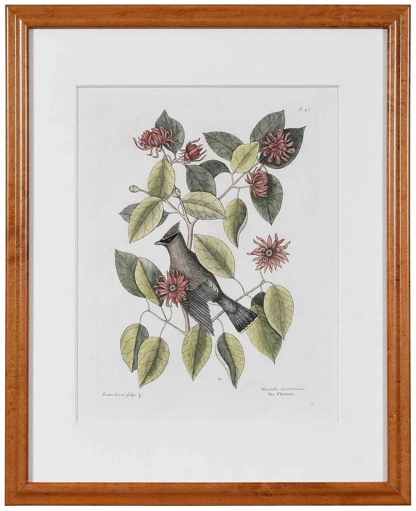 Mark Catesby, T. 46 The Chatterer, 1731-1743, hand colored engraving on laid paper with Strasburg Lily "4V" pendant watermark