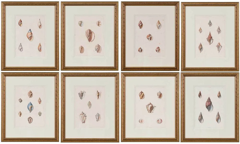 George Perry, Eight plates of shells from Conchology, or the Natural History of Shells: containing a New Arrangement of the Genera and Species, London: W. Bulmer and Co. for William Miller, 1810-1811, hand colored aquatint engravings