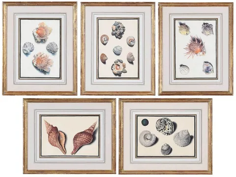 Franz Anton von Scheidel, Five watercolors of snails, scallops, oysters, watercolor on wove paper