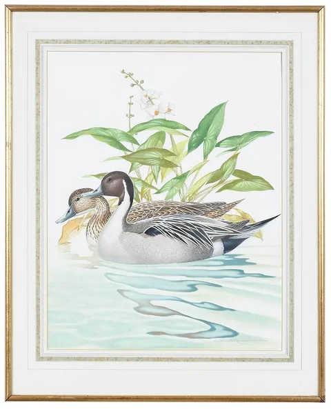 Athos Menaboni, Northern Pintail, gouache on paper