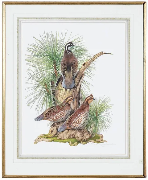 Athos Menaboni, Northern Bobwhite, gouache on paper