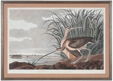 John James Audubon, Long-billed Curlew, Plate CCXXXI, 1834, hand-colored etching