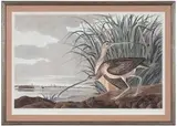 John James Audubon, Long-billed Curlew, Plate CCXXXI