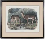 John James Audubon, Cervus Virginianus, Common or Virginia Deer, from large folio The Quadrupeds of North America, J.T. Bowen 1848, No. 28