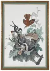 John James Audubon, Ferruginous Thrush, PL. CXVI, from The Birds of America, London