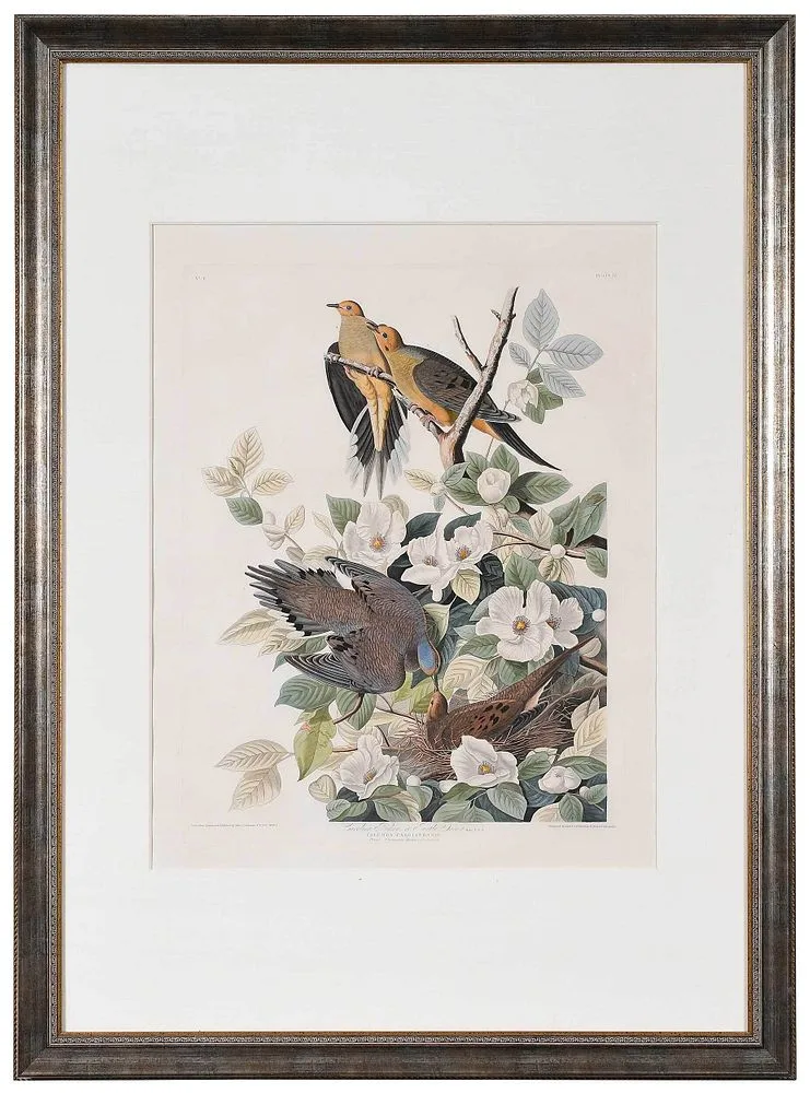 Untitled by John James Audubon, Carolina Pigeon or Turtle Dove, Plate 17 from The Birds of America, London, 1827-1838, Havell edition, hand colored engr, sold Sep 2021