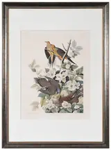 John James Audubon, Untitled