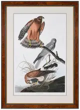John James Audubon, Marsh Hawk, Plate CCCLVI from The Birds of America, London