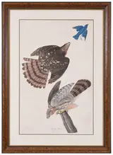 John James Audubon, Stanley Hawk, Plate XXXVI, No. 8 from The Birds of America, London