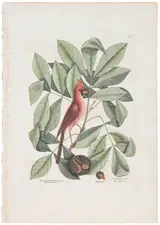 Mark Catesby, ÿ ÿThe Red Bird/Pig-nut/HiccoryTree, T. 38, from The Natural History of Carolina, Florida and The Bahama Islands
