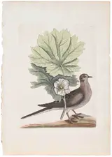 Mark Catesby, ÿThe Turtle of Carolina, Mayapple, T. 24 from The Natural History of Carolina, Florida and The Bahama Islands