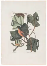 Mark Catesby, The Baltimore Bird, T. 48 from The Natural History of Carolina, Florida and The Bahama Islands