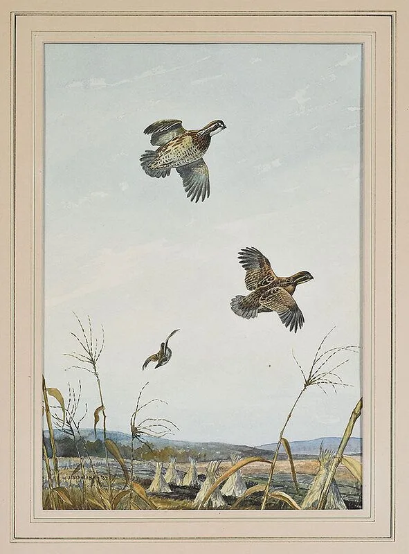 William Shaldach, Bob Whites in Cornfield, 1937, watercolor on paper