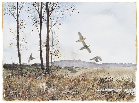 David Hagerbaumer, Pheasants in Flight, watercolor on heavy paper