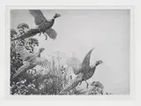 Aiden Lassell Ripley, Pheasants
