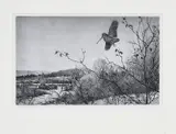 Aiden Lassell Ripley, Lone Woodcock