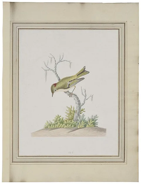 John Abbot, Ruby crowned Wren or Kinglet, regulus calendula, circa 1792-1805, watercolor and graphite on laid paper affixed to Chetham Library's volume