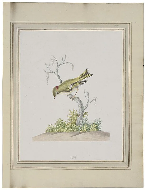 Ruby crowned Wren or Kinglet, regulus calendula by John Abbot, circa 1792-1805, watercolor and graphite on laid paper affixed to Chetham Library's volume, offered Feb 2021
