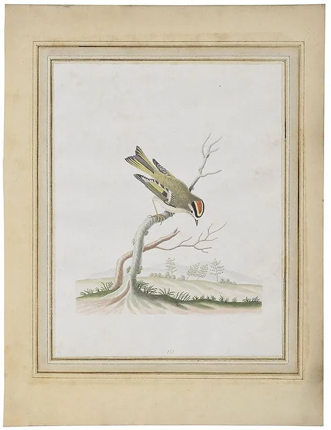 John Abbot, Golden crowned Kinglet, Regulus satrapa, circa 1792-1805, watercolor and graphite on laid paper affixed to Chetham Library's volume