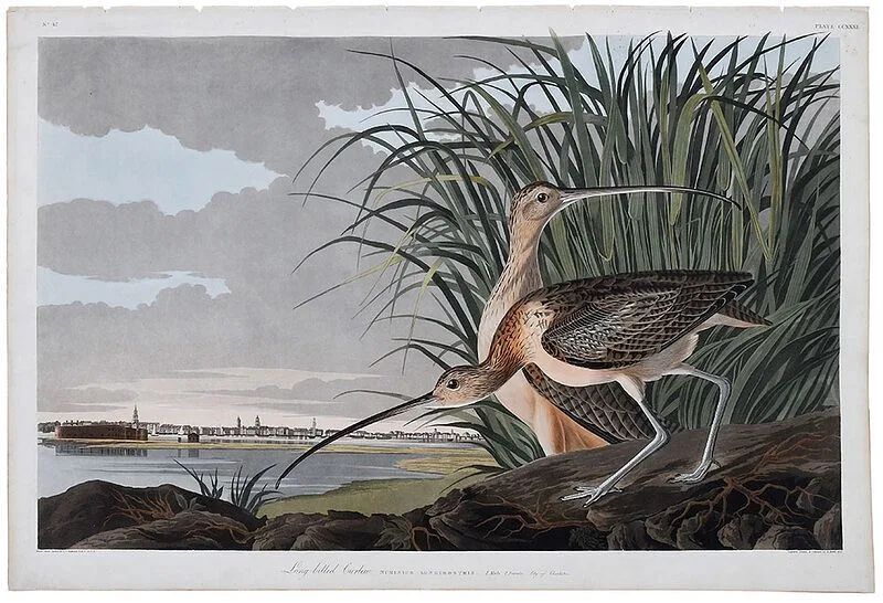 John James Audubon, Long-billed Curlew, Plate CCXXXI, 1834, hand-colored etching