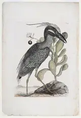 Mark Catesby, The Crested Bittern T. 79 from The Natural History of Carolina, Florida and The Bahama Islands, Vol. 2, London