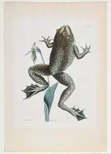 Mark Catesby, The Bull Frog, T. 72ÿfrom The Natural History of Carolina, Florida and The Bahama Islands, Vol. 2, London