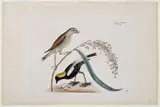 Mark Catesby, The Rice-bird, T. 14 from The Natural History of Carolina, Florida and The Bahama Islands, Vol. 1, London