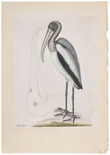 Mark Catesby, The Wood Pelican, T. 81 from The Natural History of Carolina, Florida and The Bahama Islands, Vol. 2, London