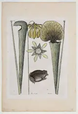 Mark Catesby, ÿThe Land Frog, T. 69 from The Natural History of Carolina, Florida and The Bahama Islands, Vol. 2, London