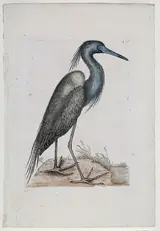 Mark Catesby, The Little Blue Heron, T. 76 from The Natural History of Carolina, Florida and The Bahama Islands, Vol. 1, London