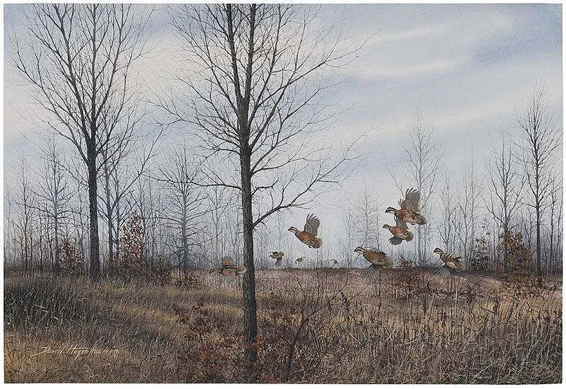 BobwhiteÿQuail by David Hagerbaumer, watercolor on heavy watercolor paper, sold Oct 2020