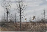 David Hagerbaumer, BobwhiteÿQuail