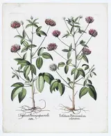 Basil Besler, Trifolium Bituminofumodoratum, from Hortus Eystettensis (The Garden of Eichstatt), Eichstatt and Nuremberg