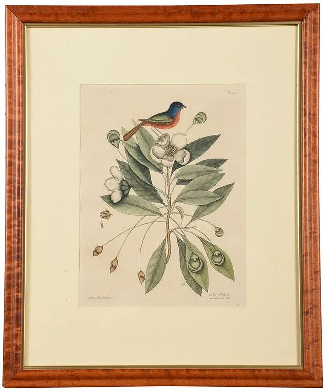 Mark Catesby, The Painted Finch, T.44, from The Natural History of Carolina, Florida and The Bahama Islands, London, hand-colored etching on laid paper with "IHS Ivilledary" watermark