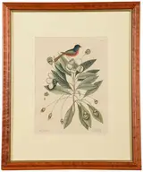 Mark Catesby, The Painted Finch, T.44, from The Natural History of Carolina, Florida and The Bahama Islands, London