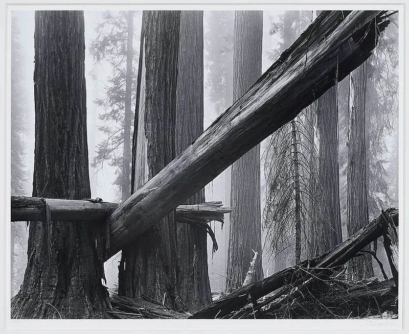 Bruce Barnbaum, Fallen Sequoias, 1977, gelatin silver print