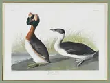John James Audubon, Horned Grebe,ÿ Pl. CCLIX