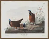 John James Audubon, Blue-Headed Pigeon, Pl. CLXXII