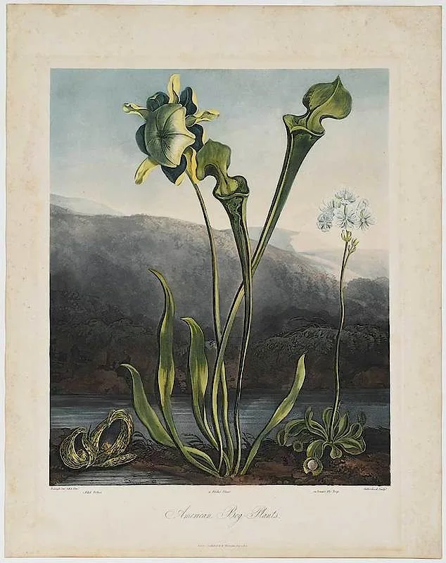 Publisher by Robert John Thornton, 1806, hand colored engraving and aquatint on wove paper, offered Dec 2019
