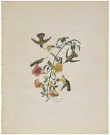 John James Audubon, Mangrove Humming Bird, Pl. CLXXXIV